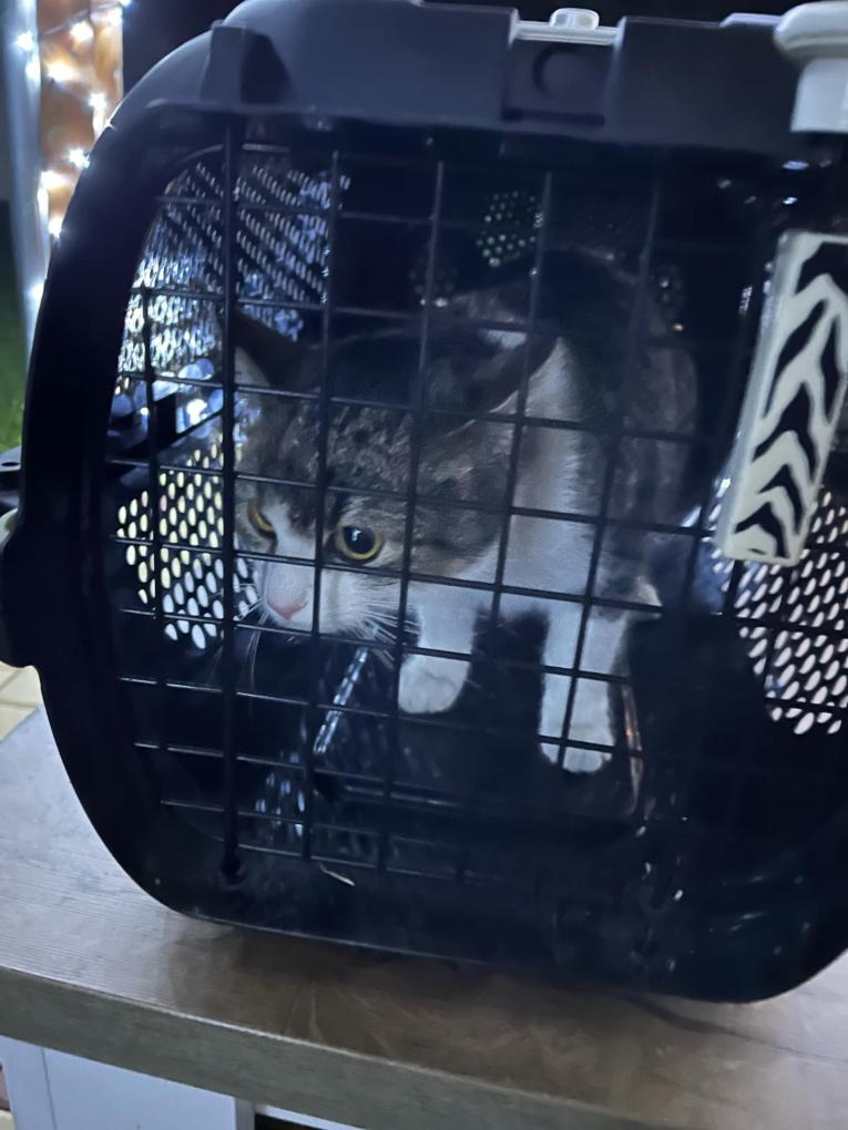 cat