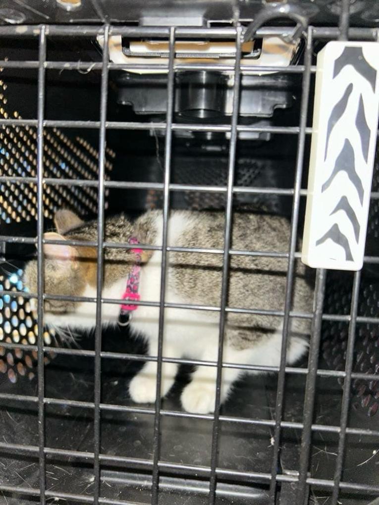 cat 2